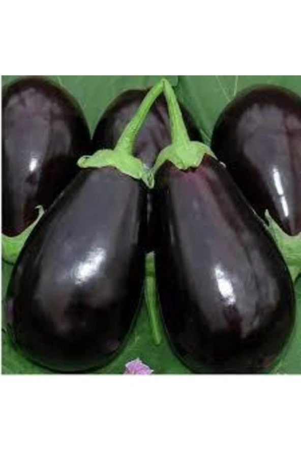 Tohum Süper Paket Adana Dolmalık Patlıcan Tohumu Yerli Köy Palıcanı Tohumu Mor Patlıcan 40 Adet ürün görseli