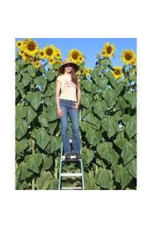 5 Adet Tohum Nadir Dev Ayçiçeği Tohumu ürün görseli