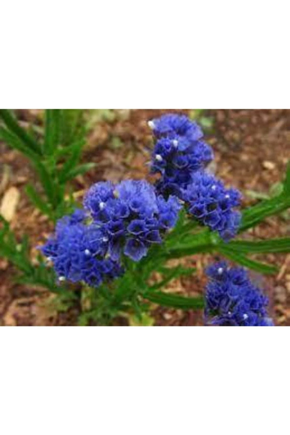 5 Adet Tohum Nadir Bulunan Deniz Lavantası Çiçeği Tohumu Lavanta Çiçeği Tohumu Saksı Toprak Hediye - Resim 2