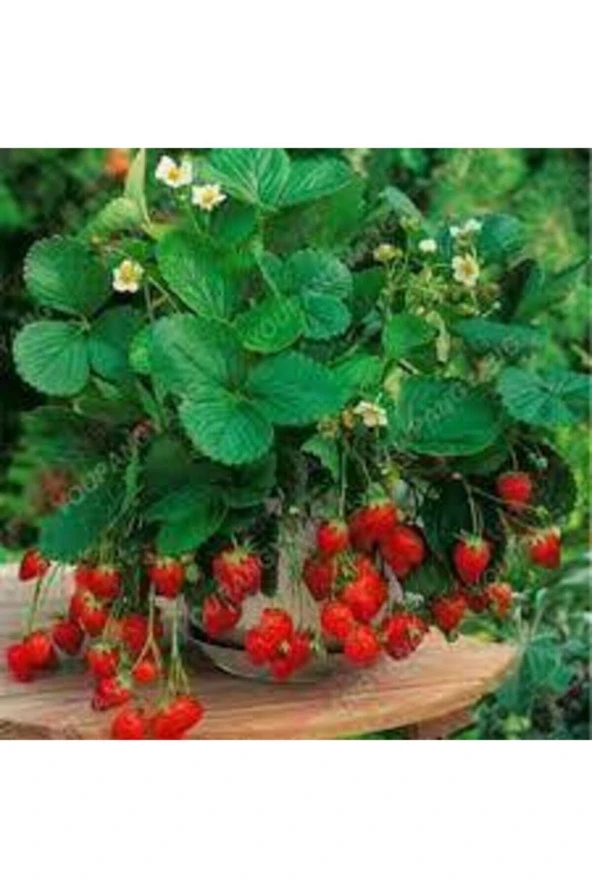 10 Adet Tohum Orjinal Organik Çilek Tohumu Doğal Çilek Tohumu Saksı Toprak Hediyeli Sürpriz Hediye - 2