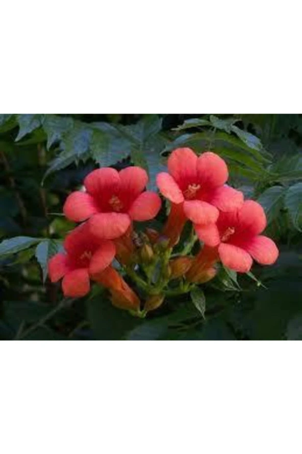 25 Adet Tohum Acem Borusu Ağacı Turuncu Acem Borusu Sarmaşığı Campsis Radicans