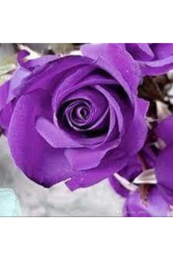 5 Adet Nadir Mor Gül Tohumu Orjinal Tohumlar ürün görseli