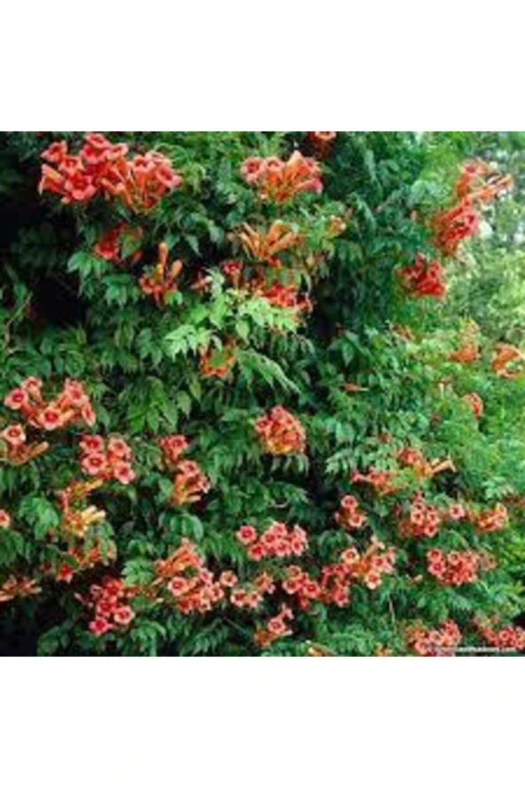 25 Adet Tohum Acem Borusu Ağacı Turuncu Acem Borusu Sarmaşığı Campsis Radicans - 2