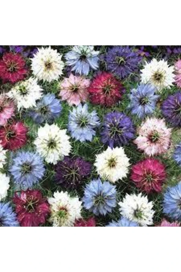 Eko Paket Çörek Otu Çiçeği 100 Adet - Resim 2