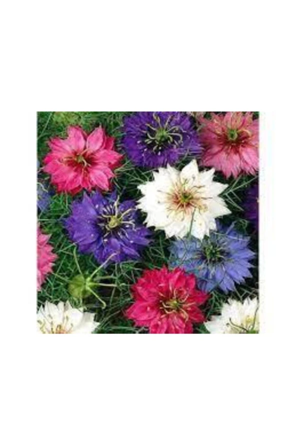 Eko Paket Çörek Otu Çiçeği 100 Adet - Resim 3