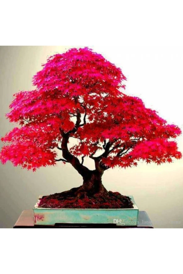 5 Adet Tohum Bodur Kırmızı Japon Bonsai  Tohumu