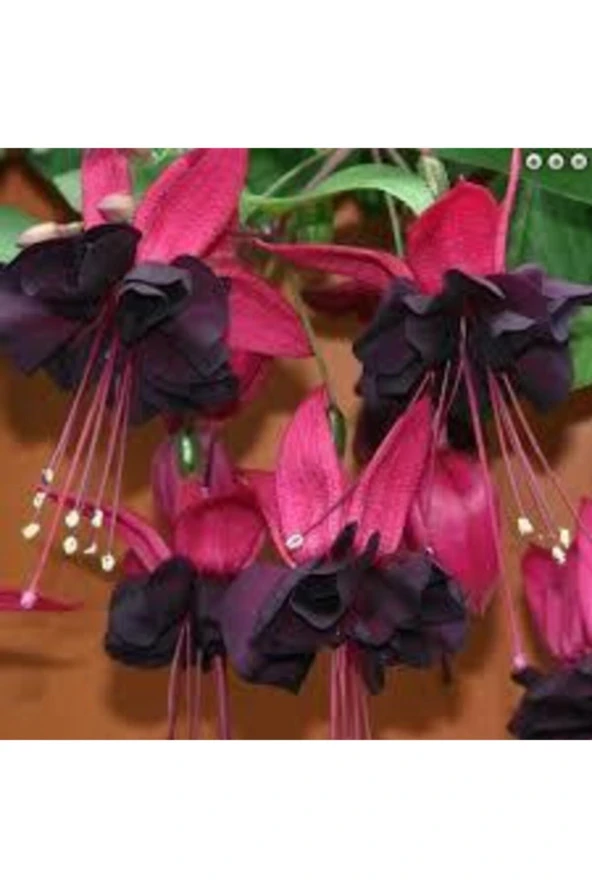 5 Adet Tohum Nadir Siyah Küpeli Çiçeği Tohumu Siyah Küpeli Çiçeği Tohumu Saksı Toprak