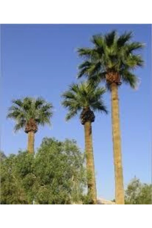 10 Adet Tohum Washingtonia Rabusta Palmiye Tohumu
