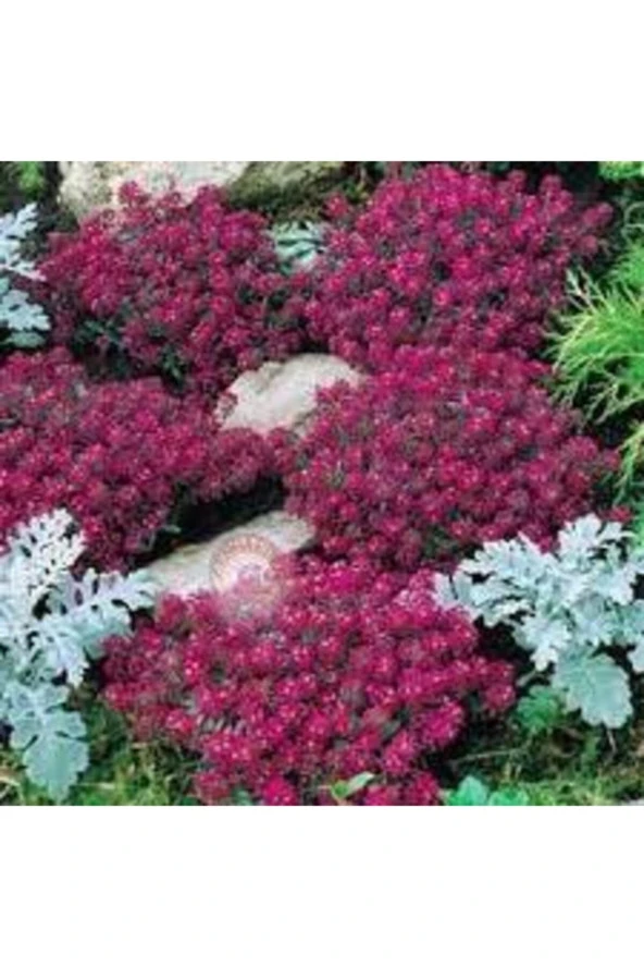 10 Adet Tohum Kraliyet Halısı Tohumu Alyssum Flower Tohumu Saksı Toprak Süpriz Hediye Tohum ürün görseli