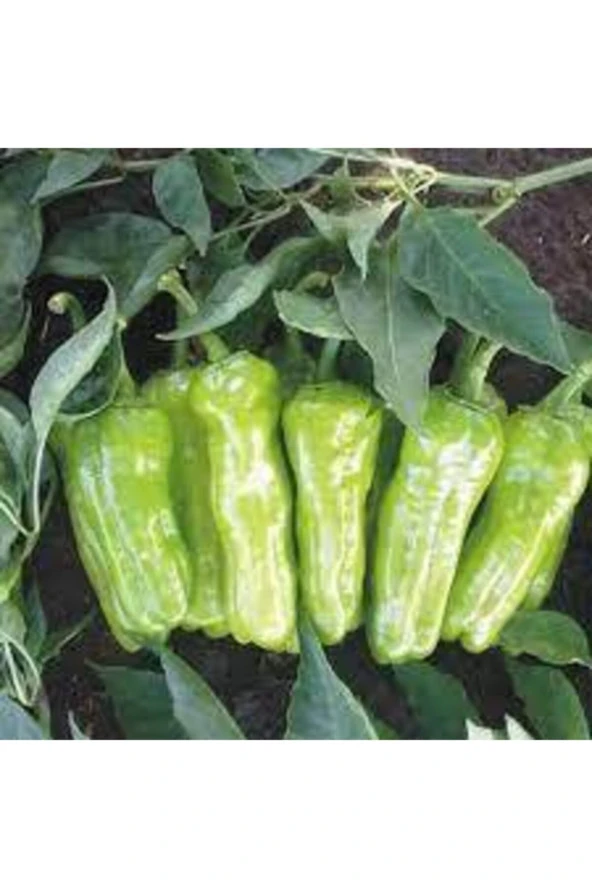 25 Adet Tohum Meşhur Mazamart Biberi Tohumu Üç Burun Biberi Tohumu Süpriz Hediye Tohum - 2