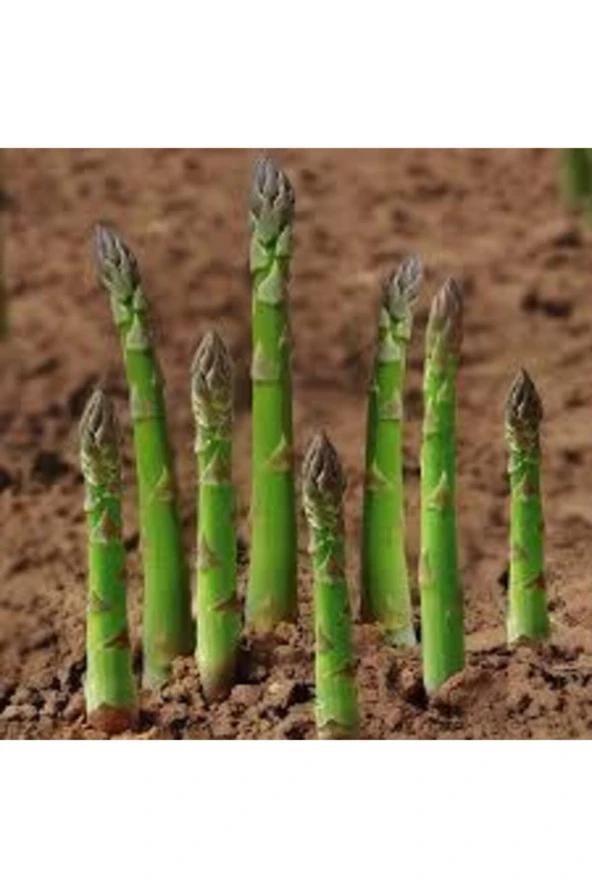 Tohum Kuşkonmaz Tohumu Nadir Bulunan Kuş Konmaz Kuşkonmaz Tohumu Sürpriz Hediye Tohumlu 10 Adet