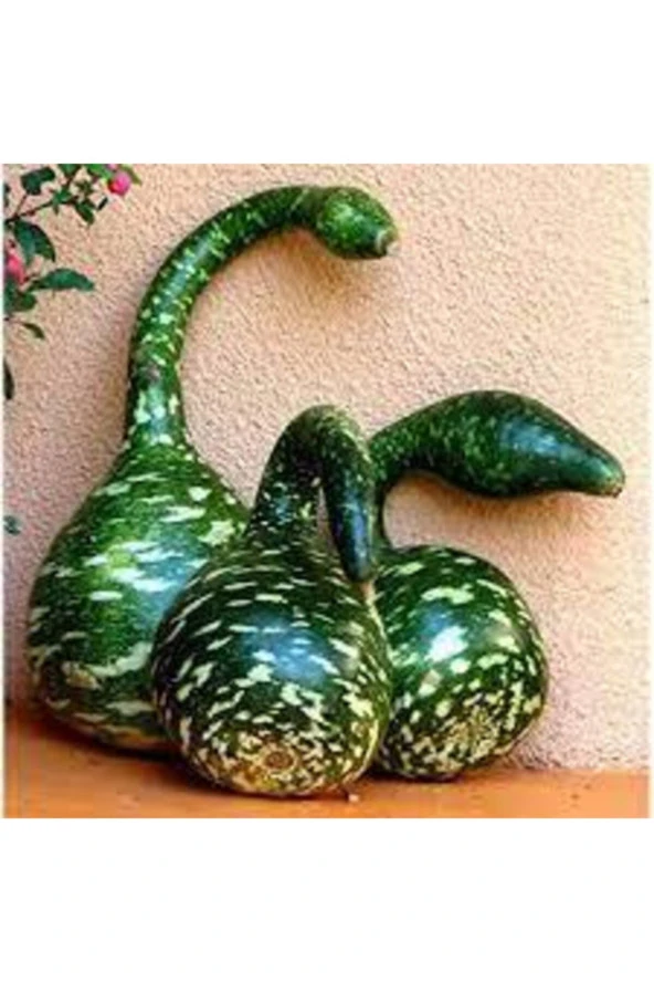 5 Adet  Nadir Kuğu Su Kabağı Tohumu ürün görseli