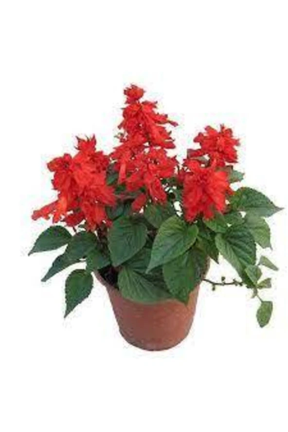 5 Adet Tohum Nadir Ateş Çiçeği Tohumu