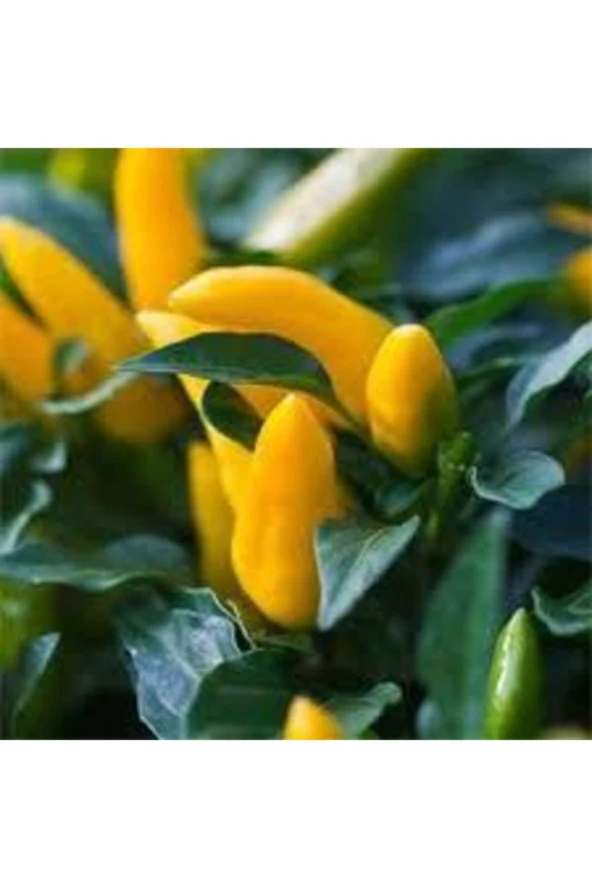 20 Adet Tohum Acı Süs Biberi Tohumu Fındık Biberi Tohumu Topak Biber Tohum ürün görseli