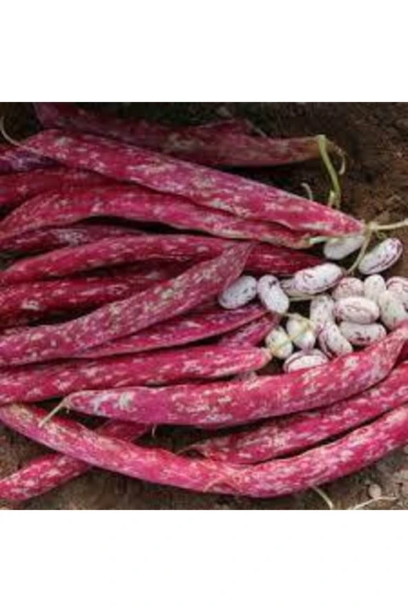 Süper Paket Oturak Barbunya Tohumu 30 adet - 2