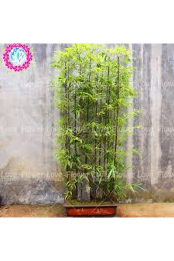 Nadir Saksılık Bambu Ağaç Tohumu 5 Adet