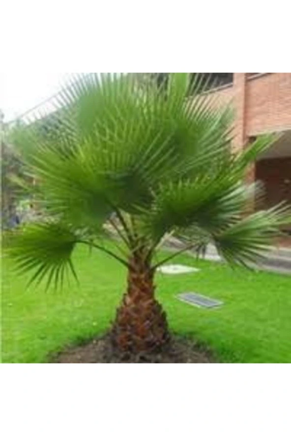 5 Adet Tohum Skas Sikas Palmiye Ağacı Tohumu Nadir Palmiye Skas Palmiyesi Tohumu