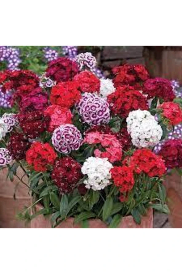 10 Adet Karışık Hüsnü Yusuf Çiçek Tohumu - Resim 2