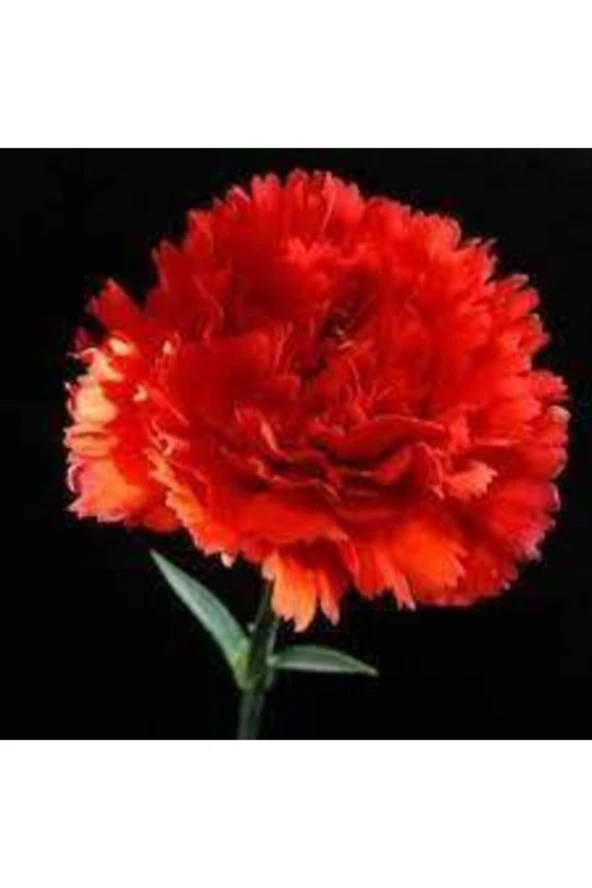 10 Adet Tohum Kırmızı Karanfil Çiçeği Tohumu Çiçek Tohumu Sürpriz Hediye Tohumludur
