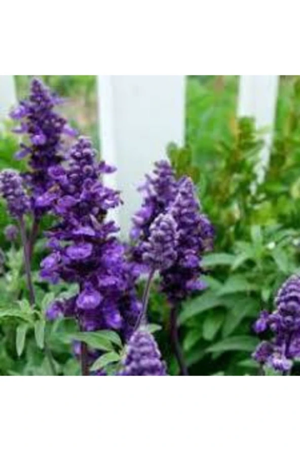 10 Adet Mor Adaçayı Çiçeği Tohumu