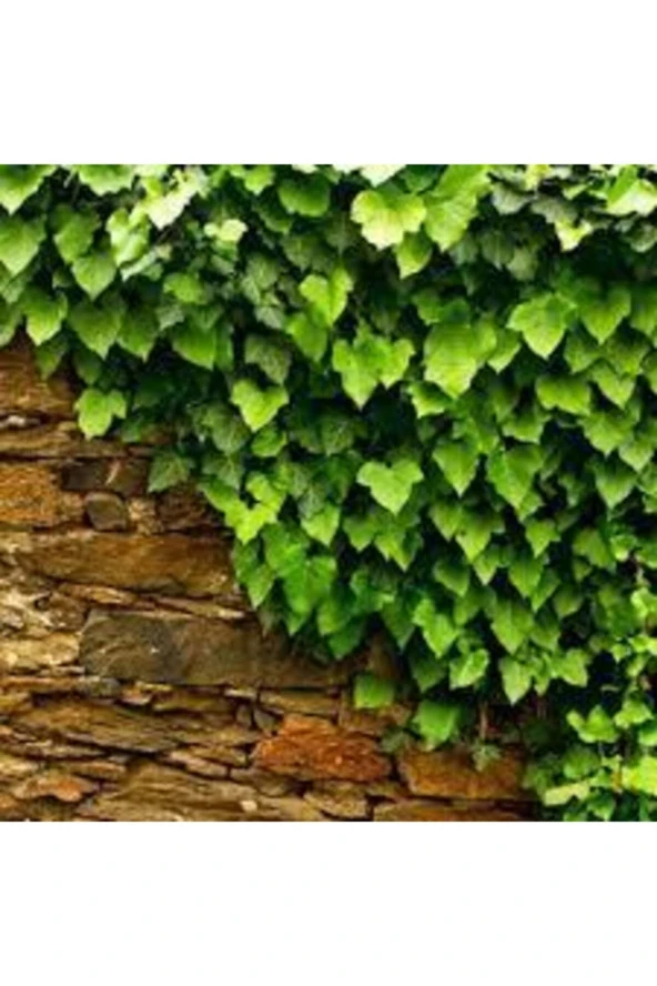 5 Adet Nadir Orman Samaşığı Tohumu