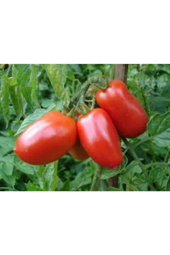 10 Adet Geleneksel Bursa Domates Tohumu