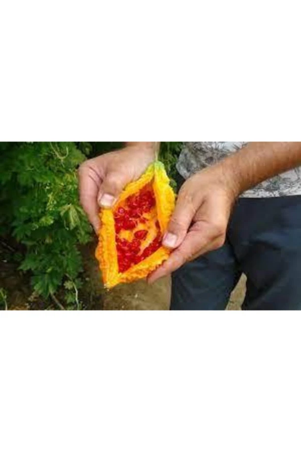 Eko Paket 15 Adet Tohum Nadir Kudret Narı Tohumu Cennet Meyvesi Tohumu - Resim 2