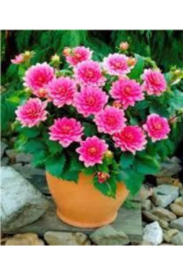 10 Adet Yıldız Çiçeği Tohumu Karışık Dahlia Yıldız Çiçek Tohumu Sürpriz Hediye Tohumludur