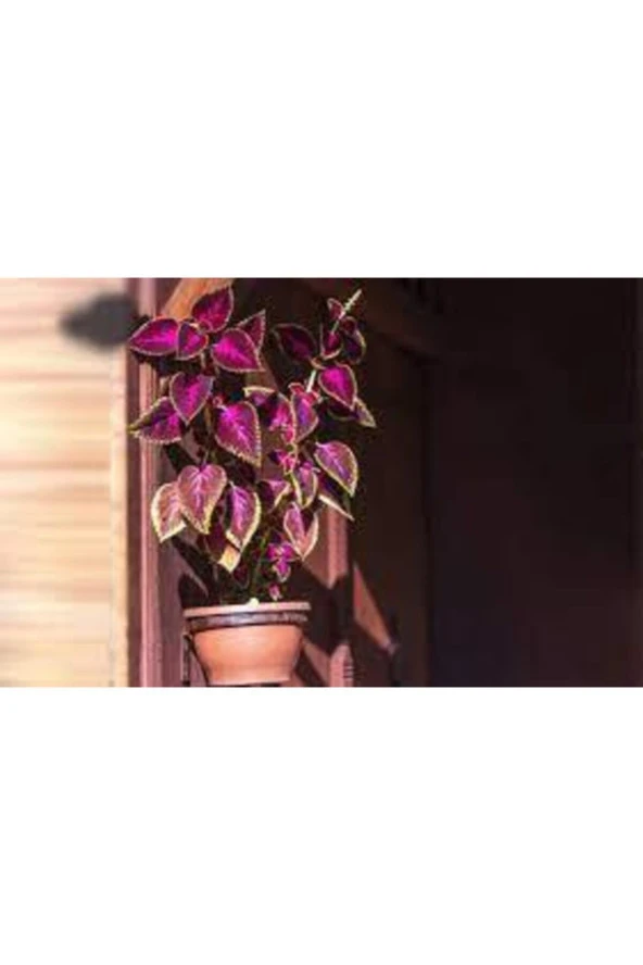 Yaprağı Güzel Çiçeği Tohumu 20 Adet ürün görseli