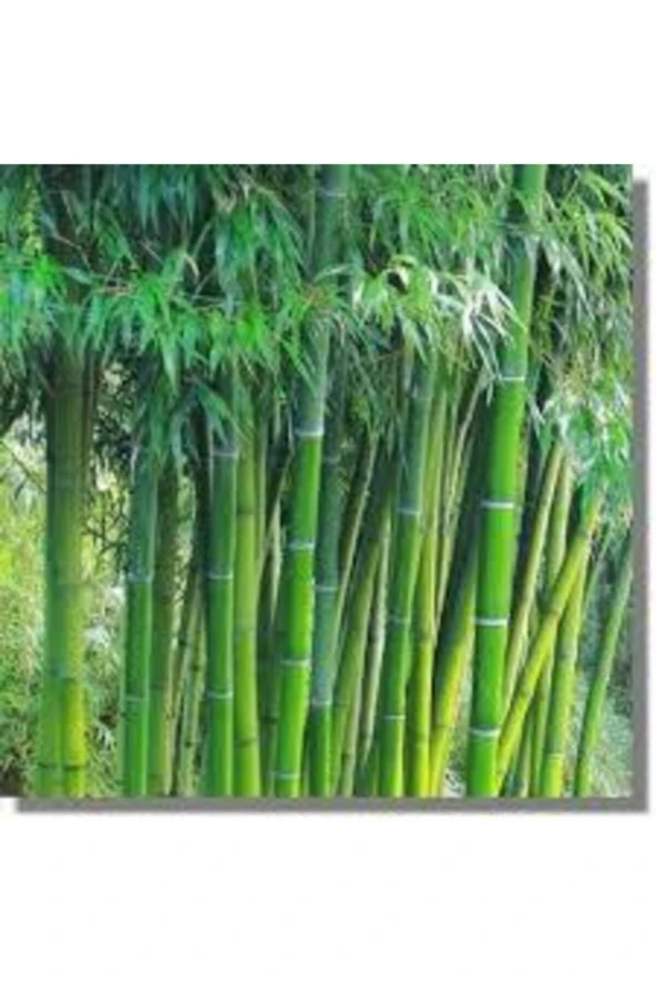 5 Adet Yeşil Bambu Ağaç Tohumu Orjinal Moso Bambu Tohumu Saksı Toprak Sürpriz Hediye Sebze Tohumu