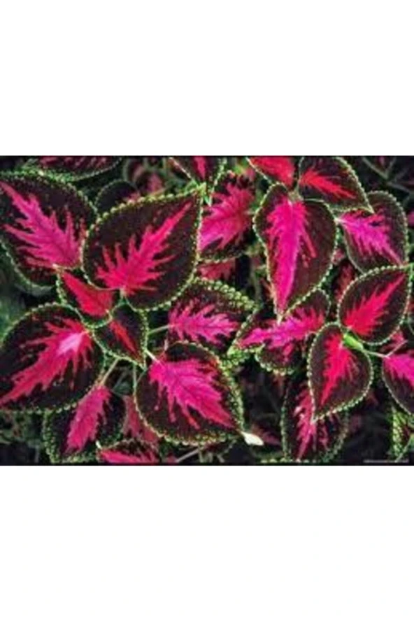 Yaprağı Güzel Çiçeği Tohumu 20 Adet - Resim 2