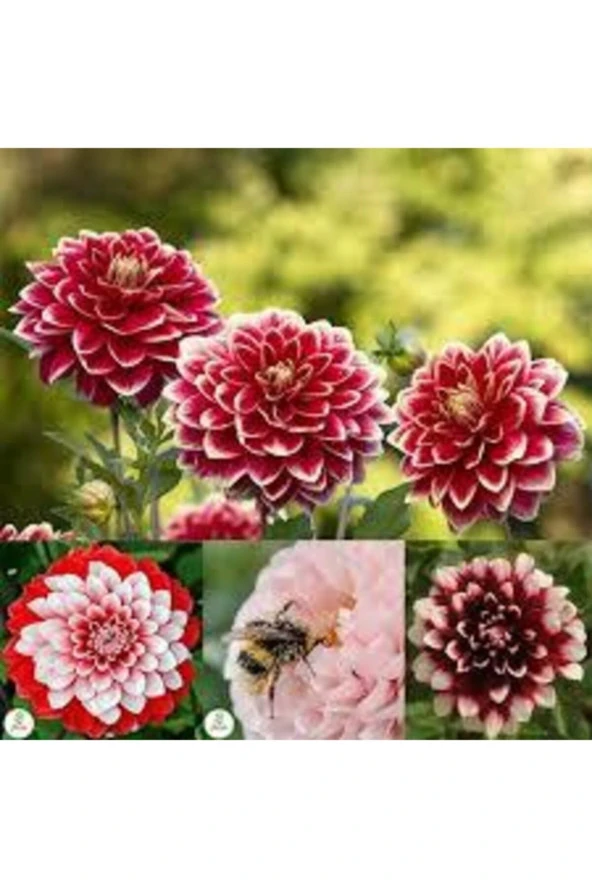 Yıldız Çiçeği Tohumu Karışık 15 Adet