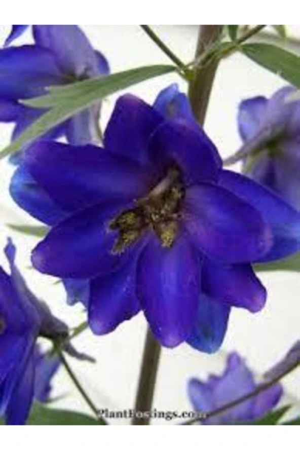 10 Adet Tohum Hezaren Çiçeği Tohumu - Resim 2