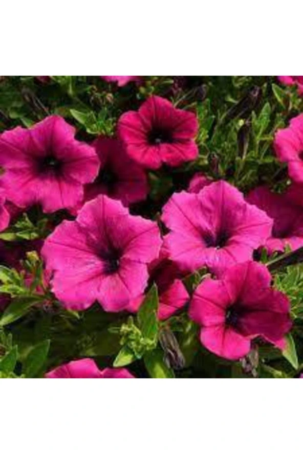 20 Adet Tohum Karışık Petunya Çiçeği Tohumu Çiçek Tohumu Süpriz Hediye - 2