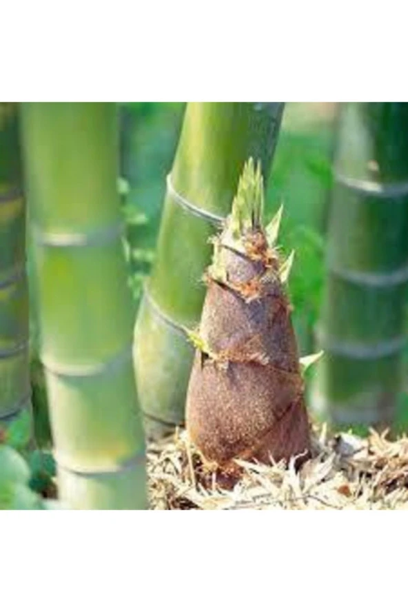 10 Adet Yeşil Bambu Ağaç Tohumu Orjinal Moso Bambu Tohumu Saksı Toprak Sürpriz Hediye Sebze Tohumu ürün görseli