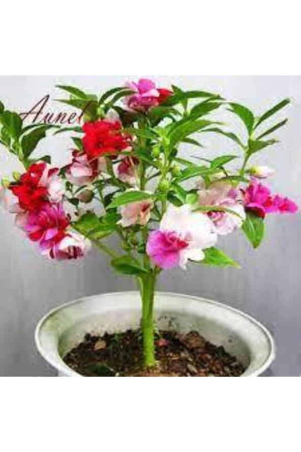 10 Adet Kına Çiçeği Tohumu ürün görseli