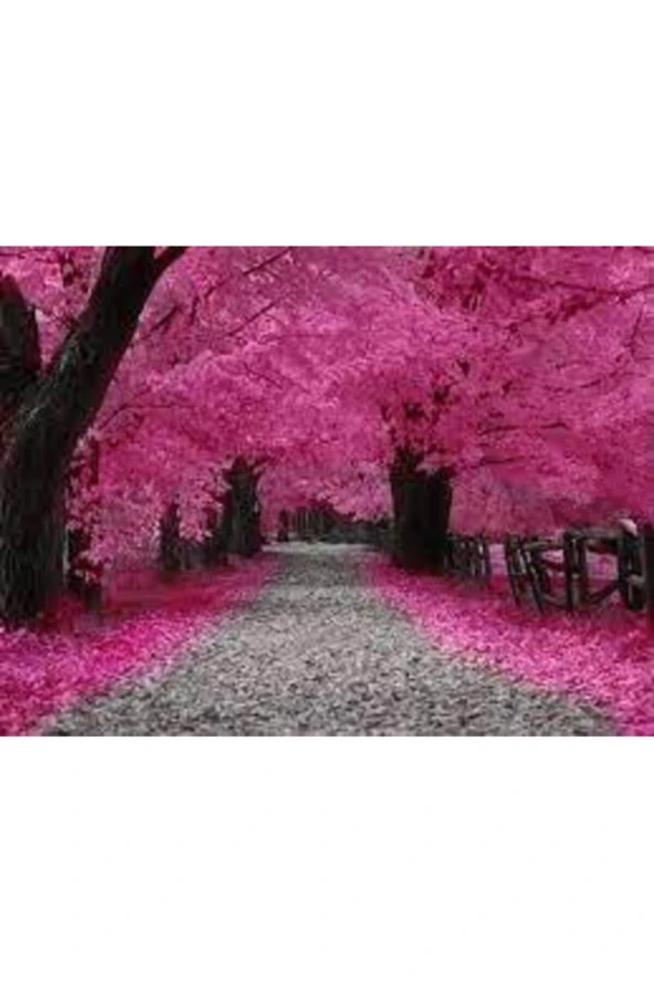 5 Adet Tohum Bodur Pembe Erguvan Ağacı Tohumu Ağaç Tohumu