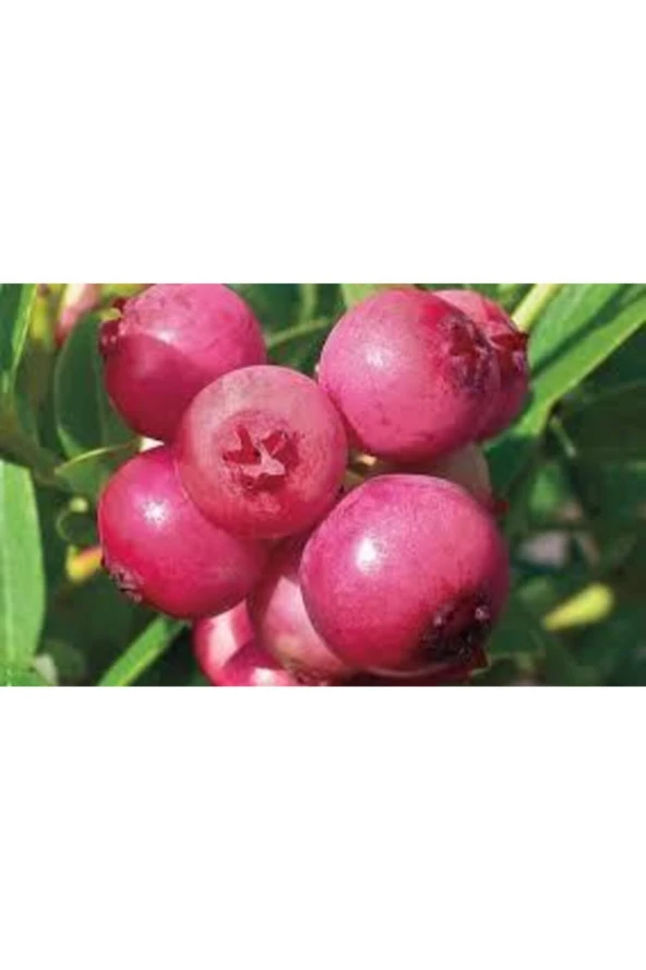 5 Adet Tohum Cranberry Tohumu Yaban Mersini Tohumu Turna Yemişi Tohumu Sürpriz Hediye Tohum