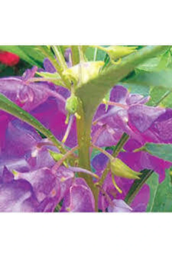 5 Adet  Türbe Çiçeği Tohumu - Resim 2