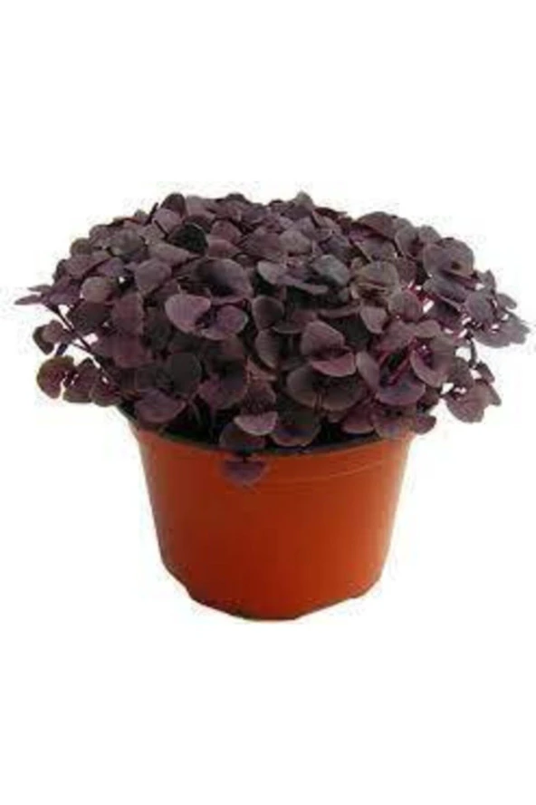 50 Adet Tohum Geniş Yaprak Mis Kokulu Mor Reyhan Tohumu