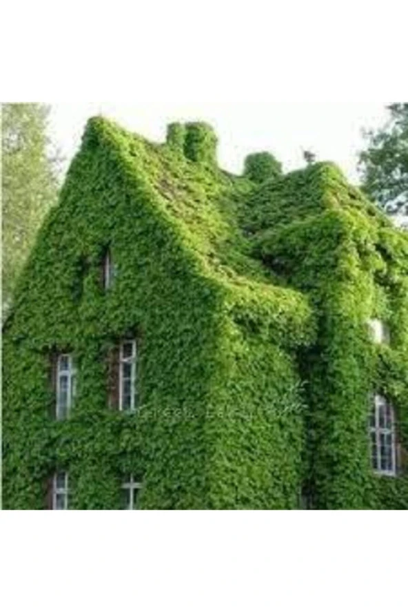 50 Adet Tohum Japon Sarmaşık Tohumu Japon Sarmaşığı Tohumu Japon Samaşık Çiçeği