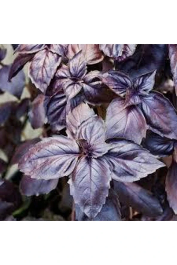 50 Adet Tohum Geniş Yaprak Mis Kokulu Mor Reyhan Tohumu - 2