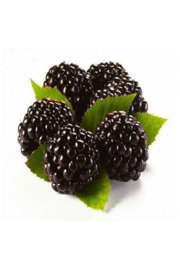 10 Adet Böğürtlen Tohumu Ahududu Tohumu Ithal Böğürtlen Tohumu Sürpriz Hediye Bonsai Ağacı Tohumu - Resim 2