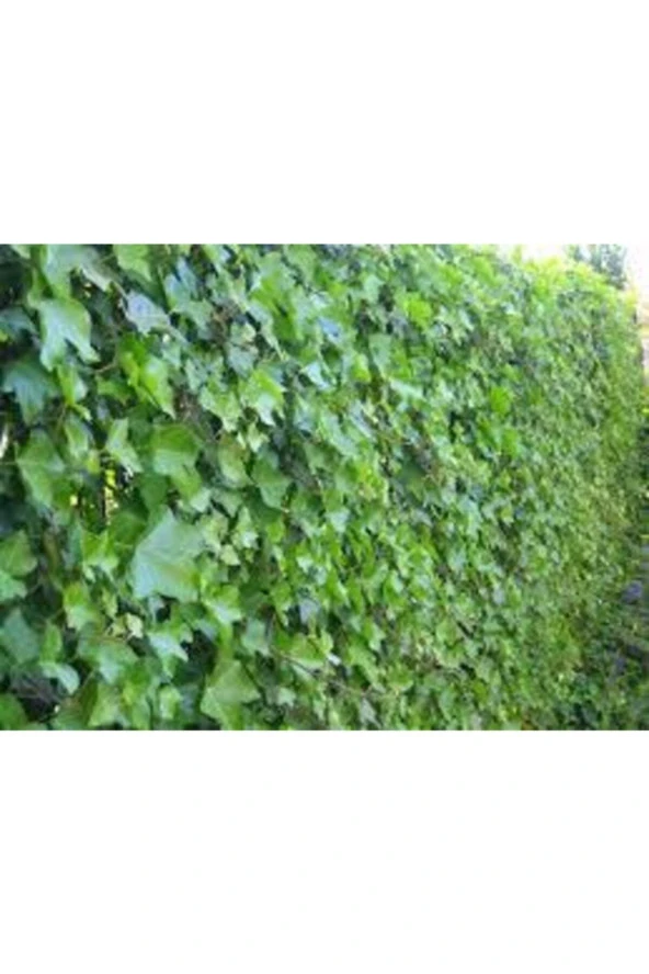 50 Adet Tohum Japon Sarmaşık Tohumu Japon Sarmaşığı Tohumu Japon Samaşık Çiçeği - 2