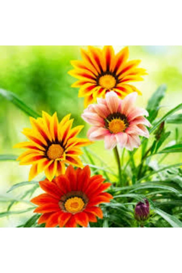 10 Adet Tohum Nadir Bulunan Koyun Gözü Çiçeği Tophumu ürün görseli