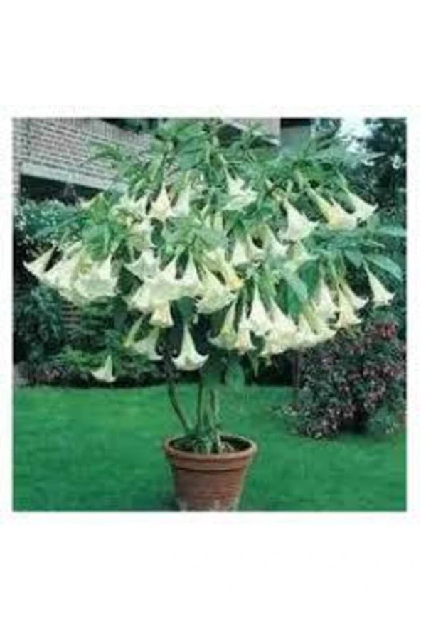 5 Adet Tohum Nadir Bulunan Meleklerin Borozanı Çiçeği