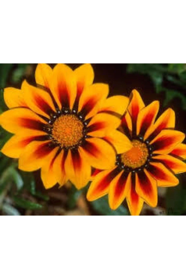 10 Adet Tohum Nadir Bulunan Koyun Gözü Çiçeği Tophumu - Resim 2