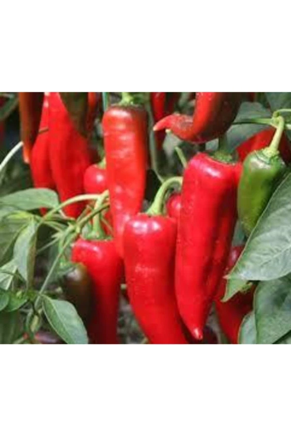 20 Adet Tohum Kırmızı Kapya Biber Tohumu Etli Pat Biber Kebaplık Biber Sürpriz Hediye Tohumludur - Resim 3