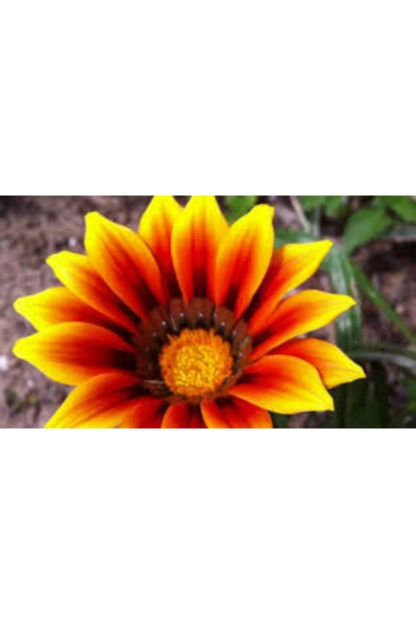 10 Adet Tohum Nadir Bulunan Koyun Gözü Çiçeği Tophumu - Resim 3