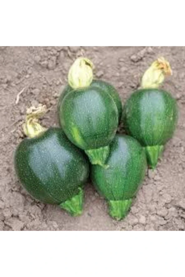 50 Adet Tohum Dolmalık Nadir Topak Kabak Tohumu